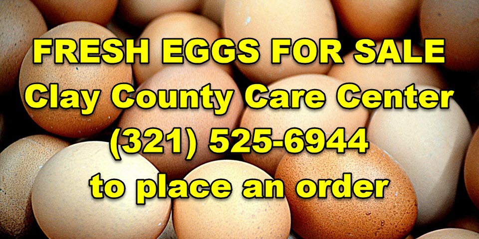 Fresh Eggs For Sale