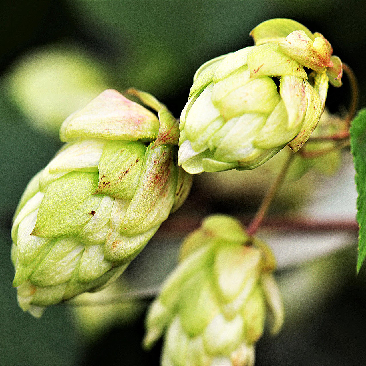 hops flower