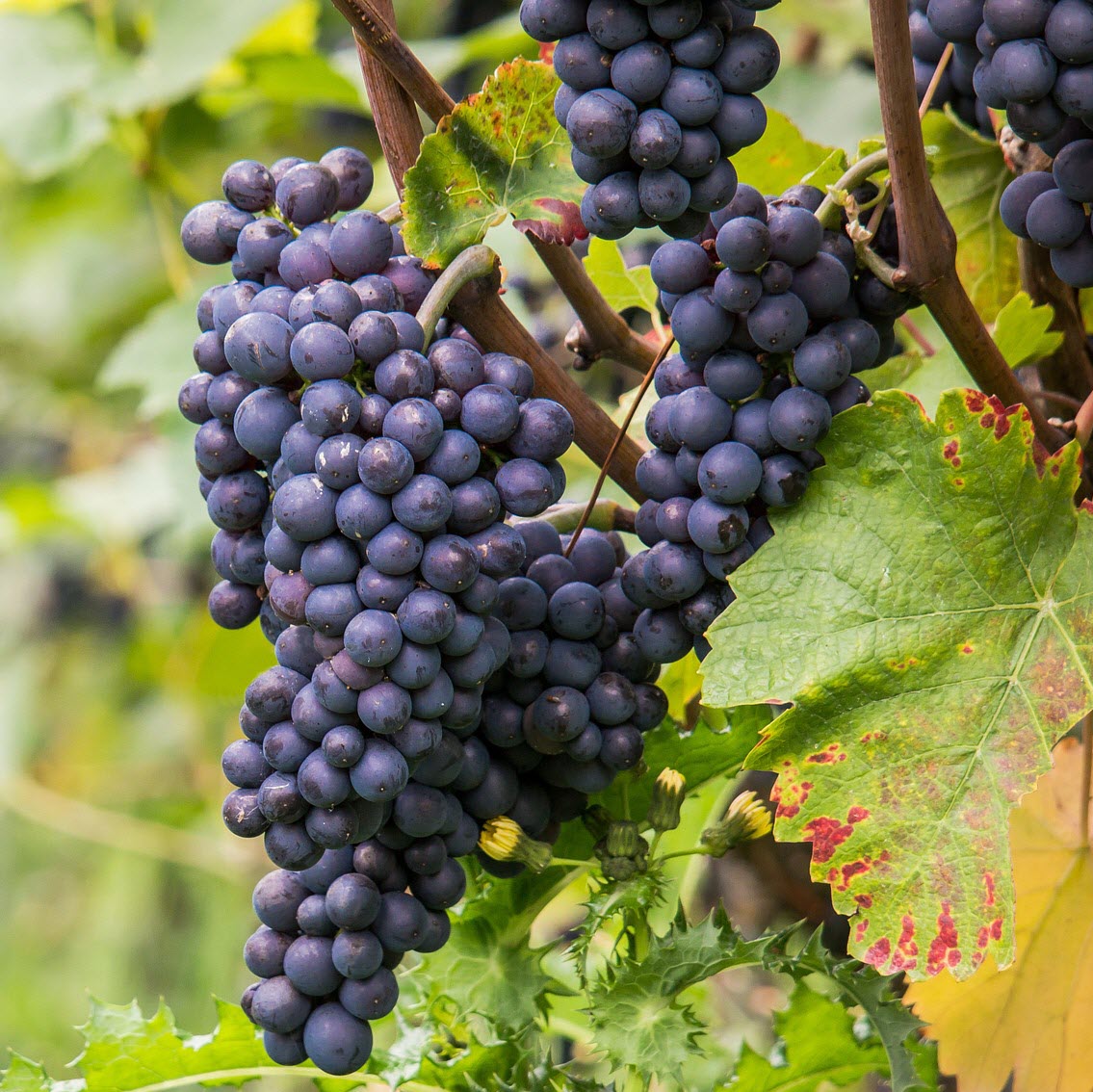 wine grapes